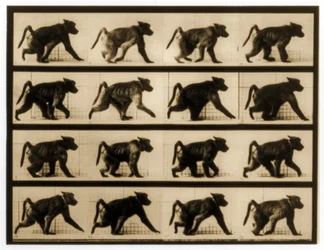 Image sequence of a Baboon running, 